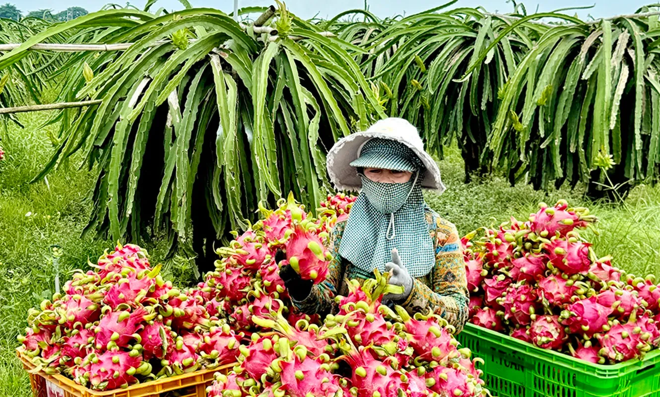 nông dân trồng thanh long