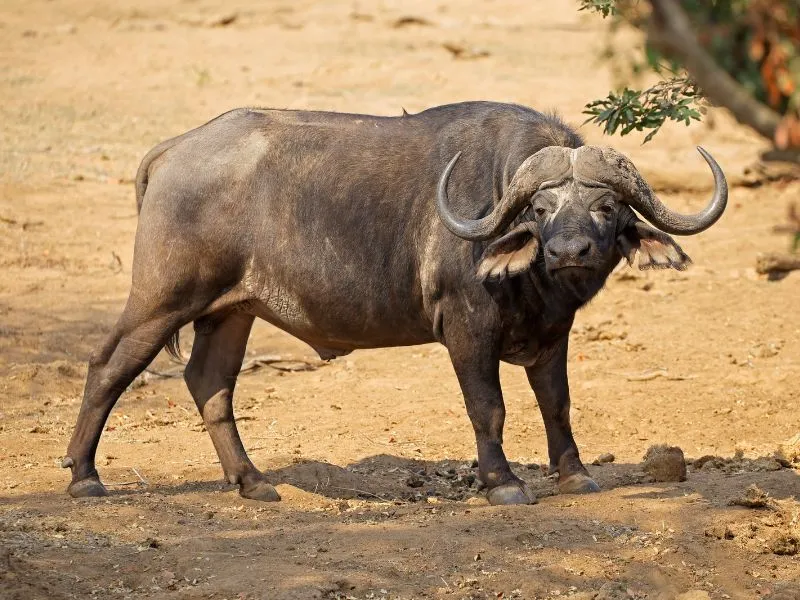 voh-con-giap-qua-con-bi-cuc-quy-2-2026-1