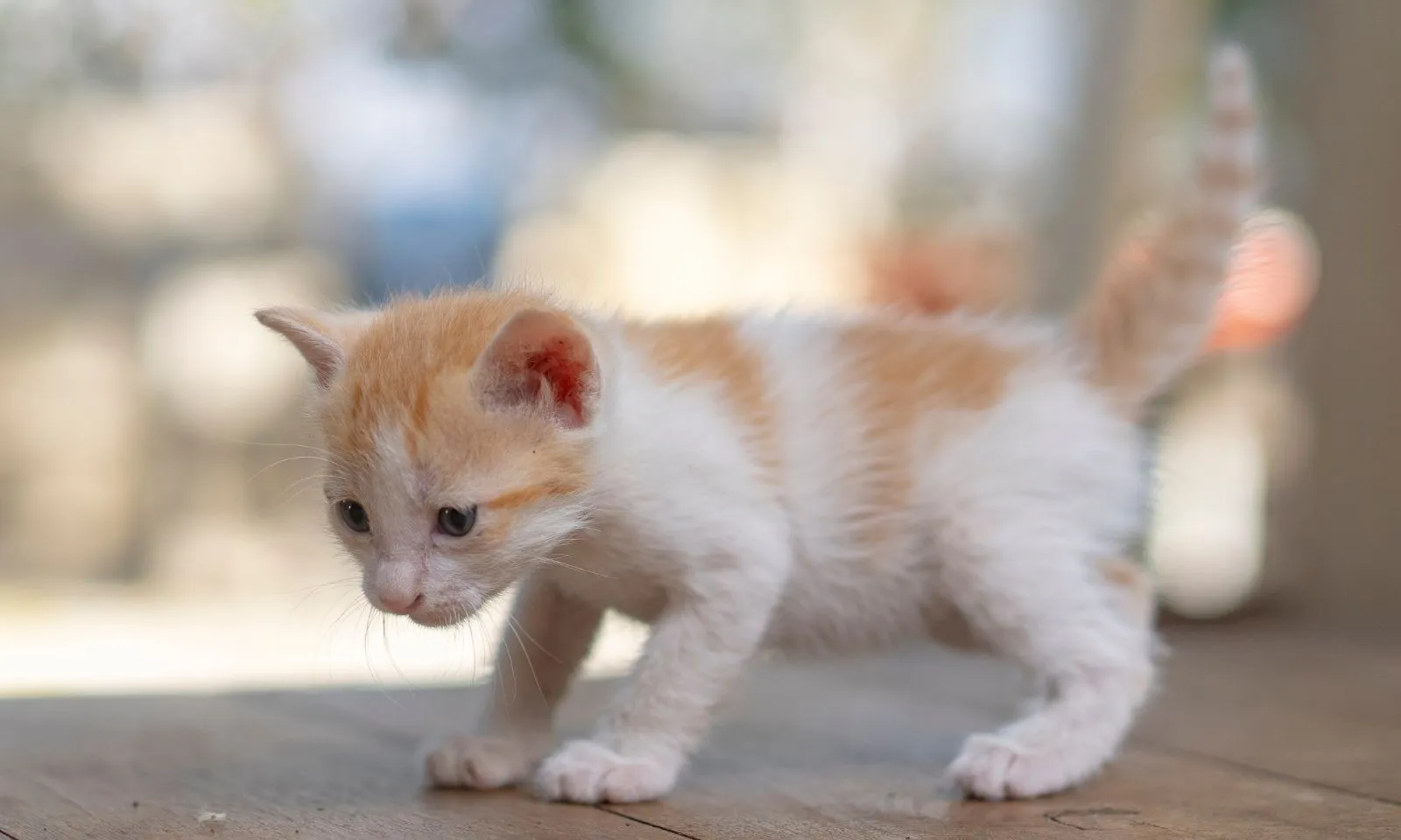 3 con giáp xoay chuyển càn khôn đón phú quý trong quý 2 năm 2026: