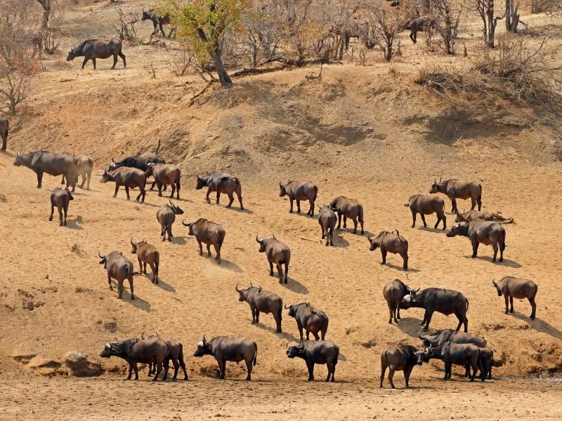 voh-con-giap-pha-ken-trong-90-ngay-1