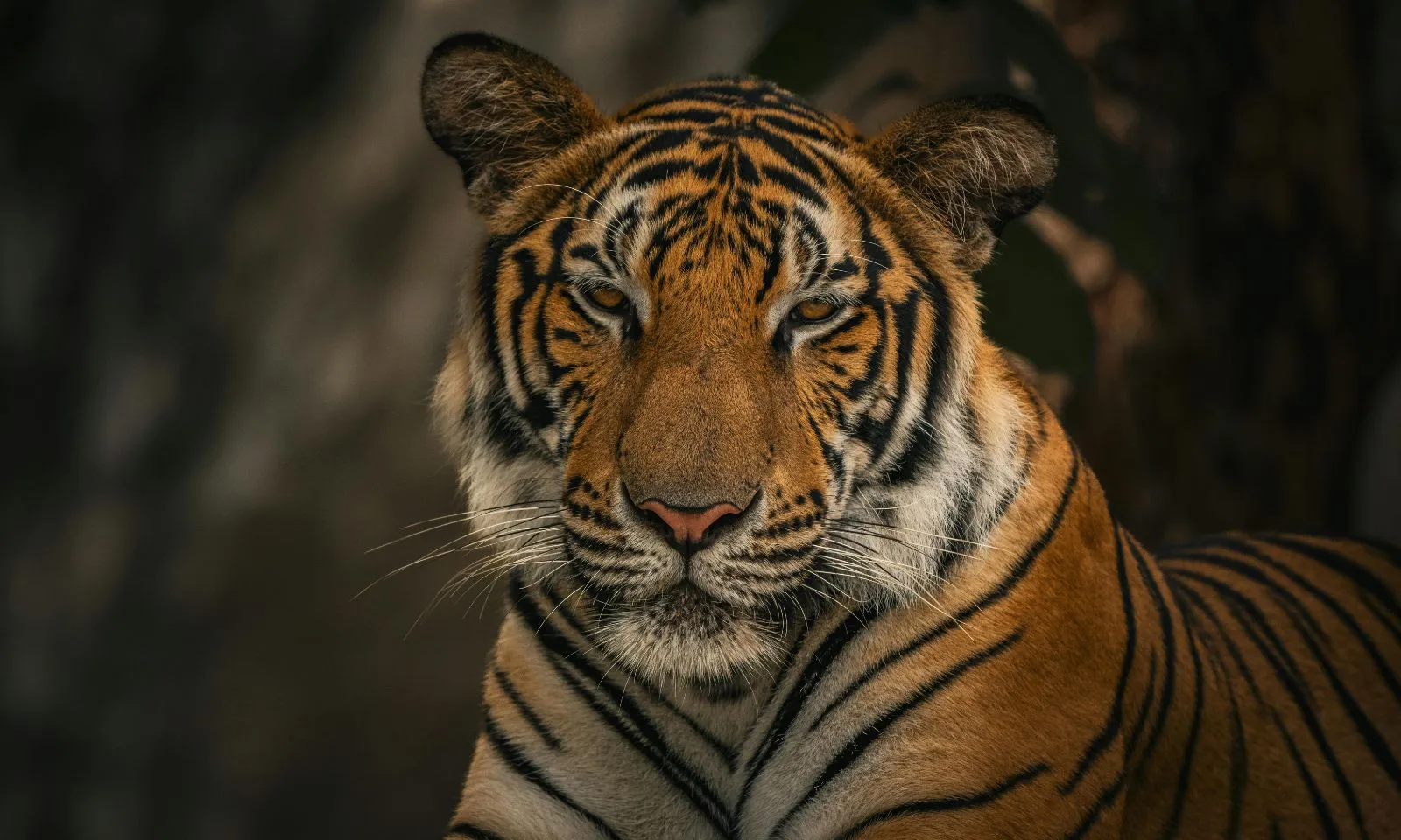 Top 4 con giáp “phá kén hóa Rồng” trong 90 ngày tới