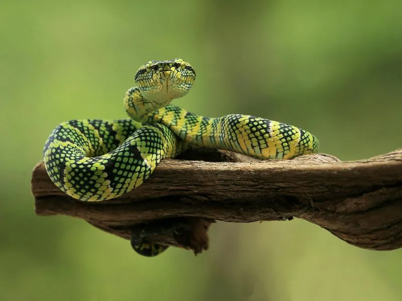 voh-con-giap-pha-ken-trong-90-ngay-2