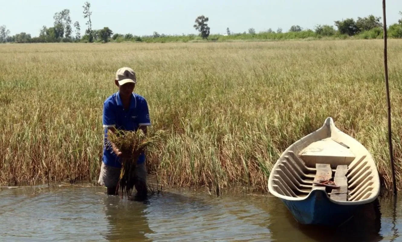 Nước sông Tiền dâng cao, xâm nhập mặn giảm nhưng sắp tăng trở lại