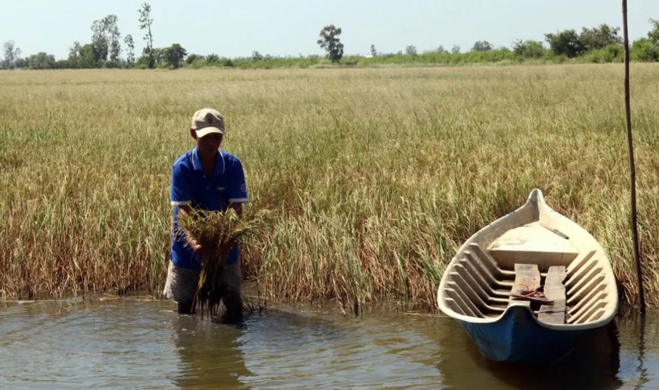 Xâm nhập mặn ở Đồng bằng sông Cửu Long có xu thế biến động khó lường