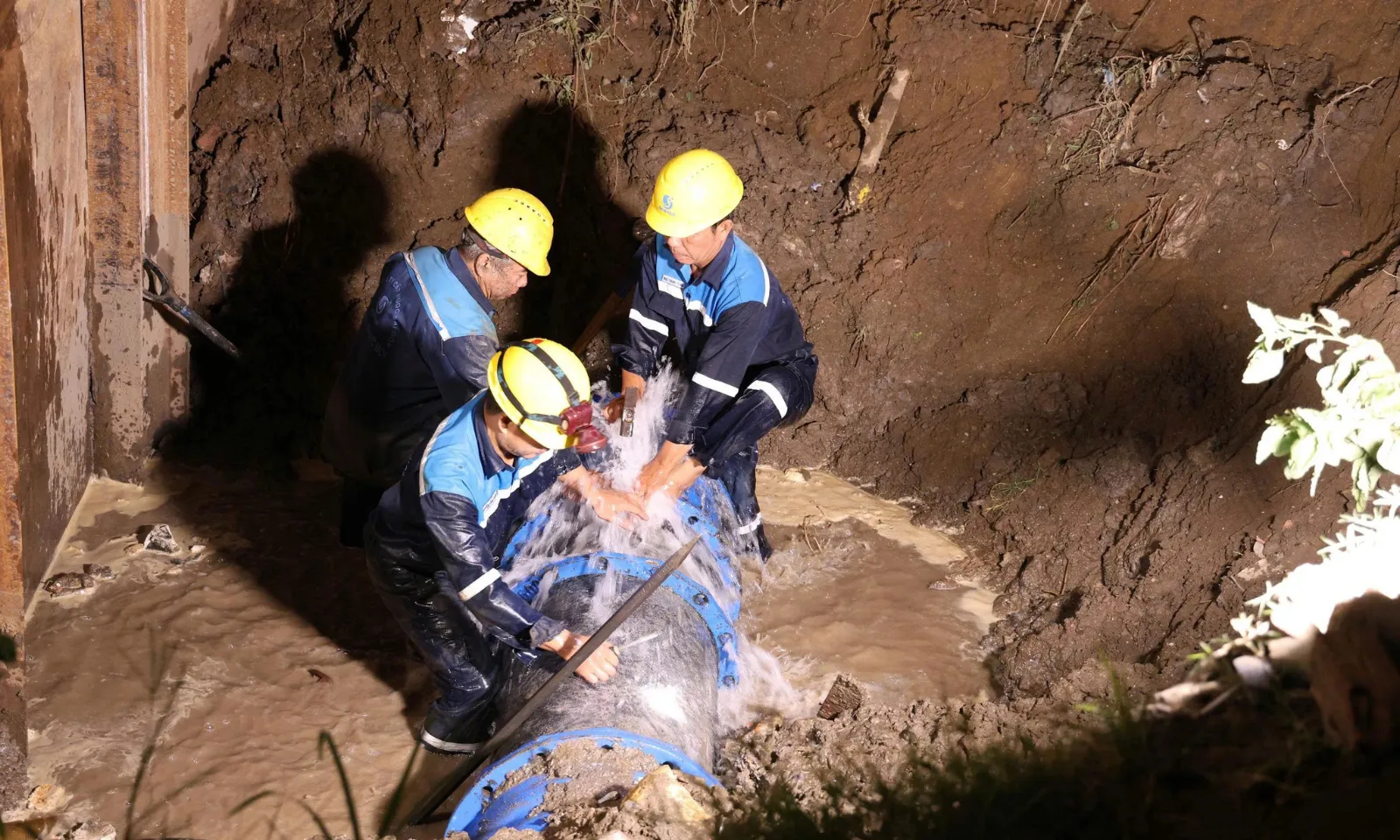 Bản sao của thumb liên cầu lợn - 318