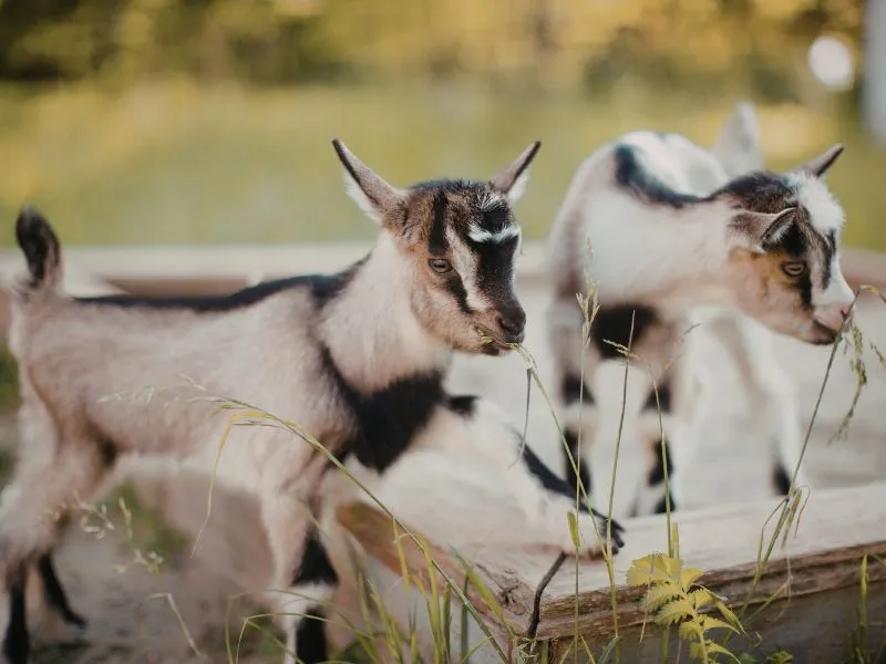 con-giap-kiem-tien-de-nua-cuoi-thang-2-am-1