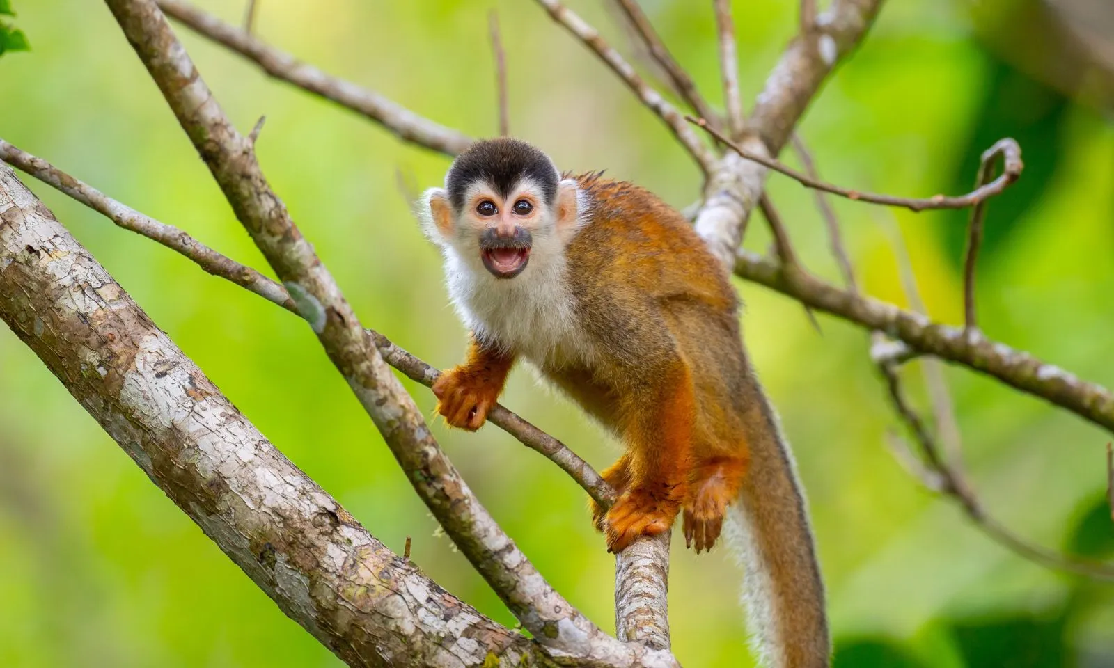 3 con giáp sở hữu kho vàng, “vớ bẫm” nửa cuối tháng 2 Âm