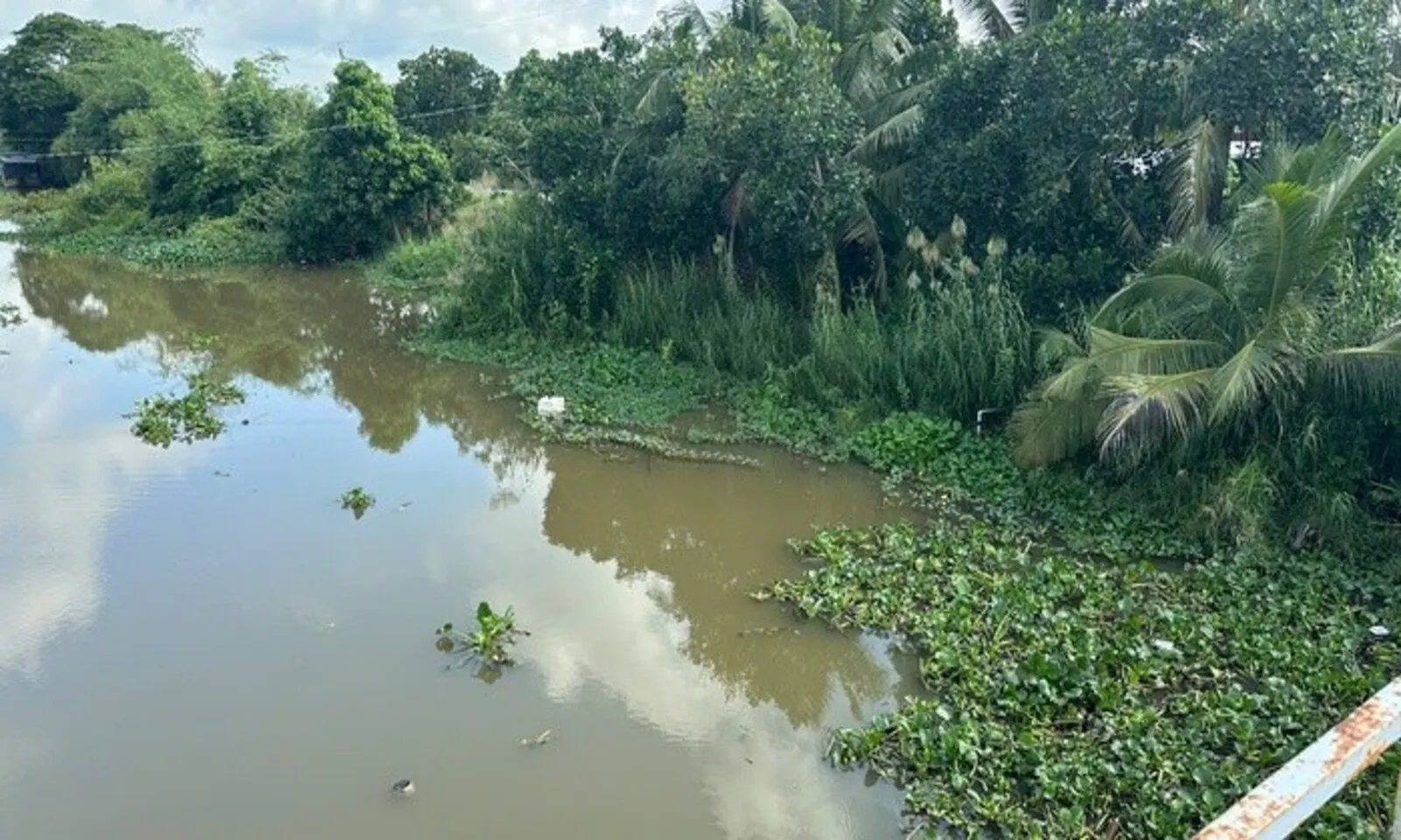 Tây Ninh cảnh báo khẩn vụ cá sấu xuất hiện trên kênh – Hình 1