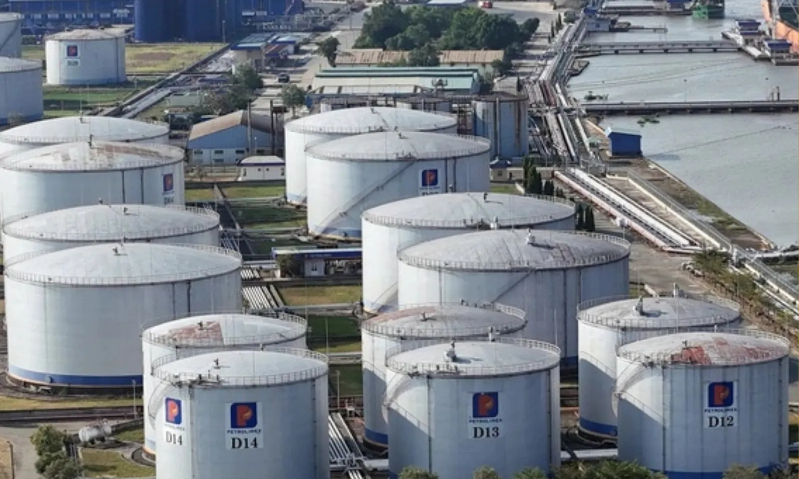 Bản sao của thumb liên cầu lợn - 319