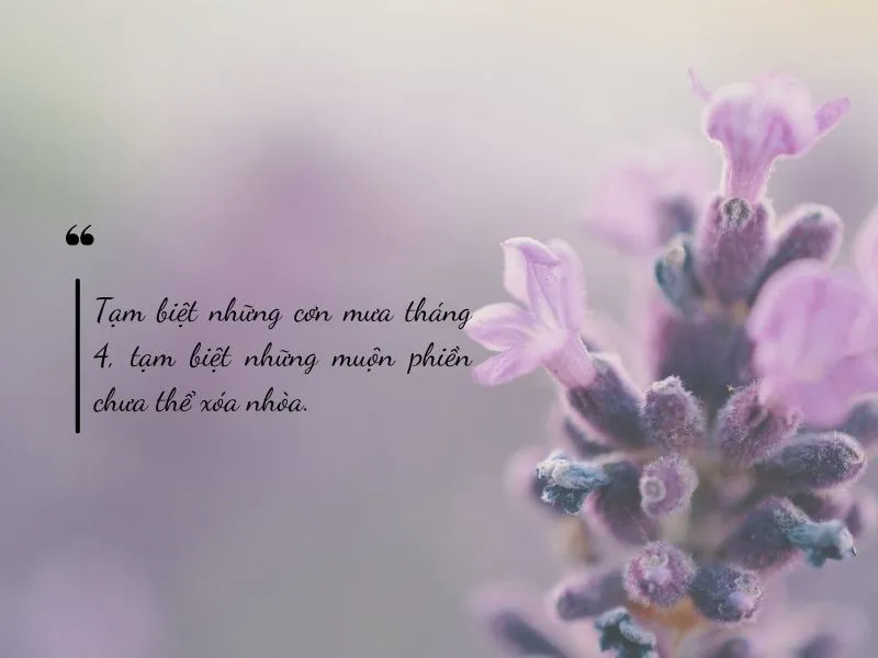 voh-stt-tam-biet-thang-4-1