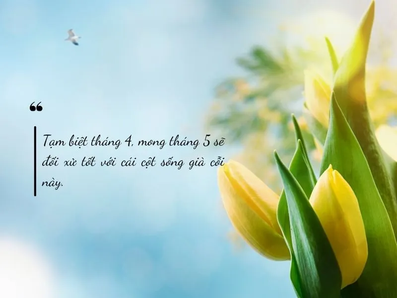 voh-stt-tam-biet-thang-4-4