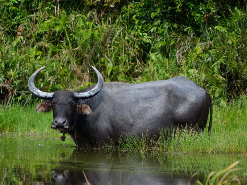 voh-con-giap-an-o-hien-lanh-1