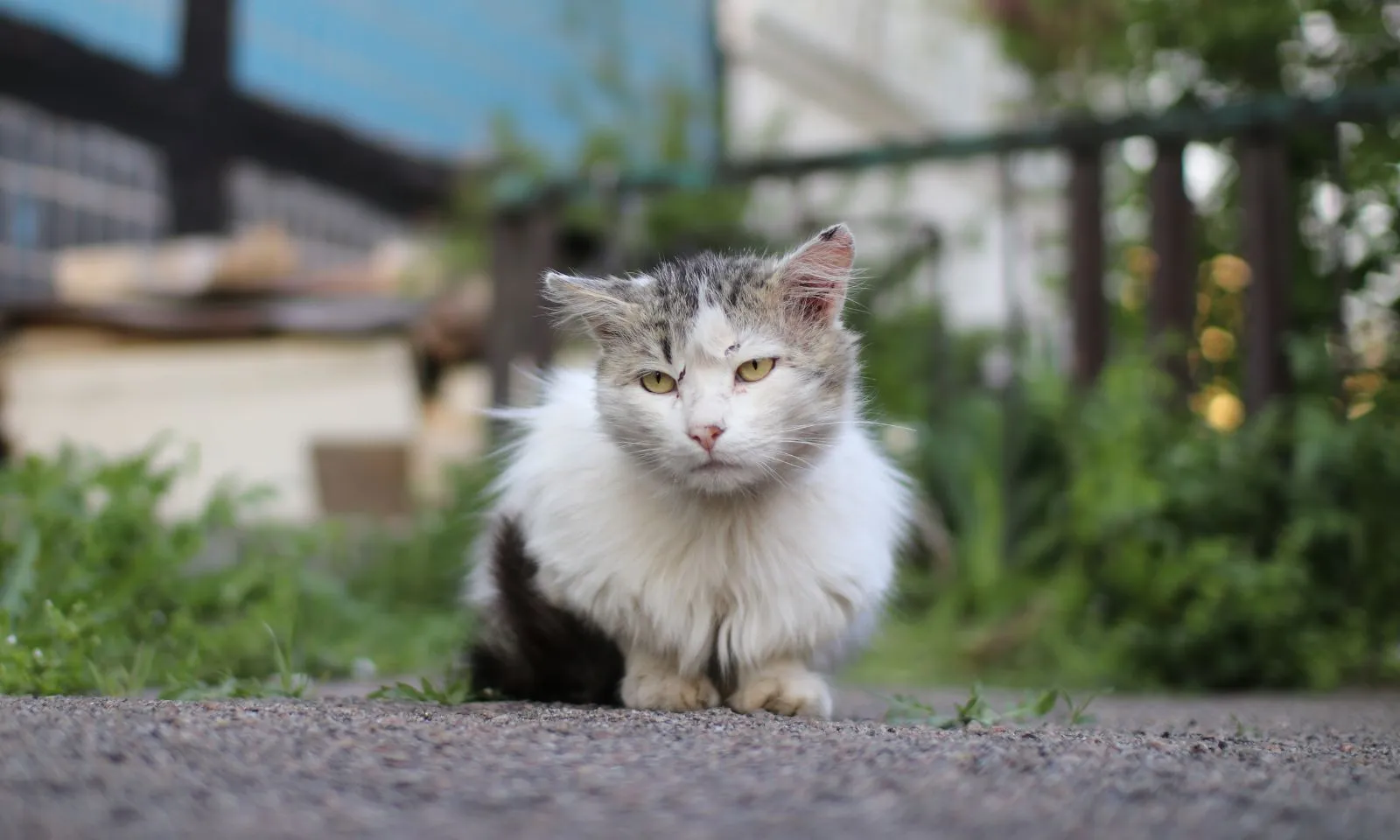 3 con giáp hưởng phước Trời ban, phú quý cả đời nhờ ăn ở hiền lành