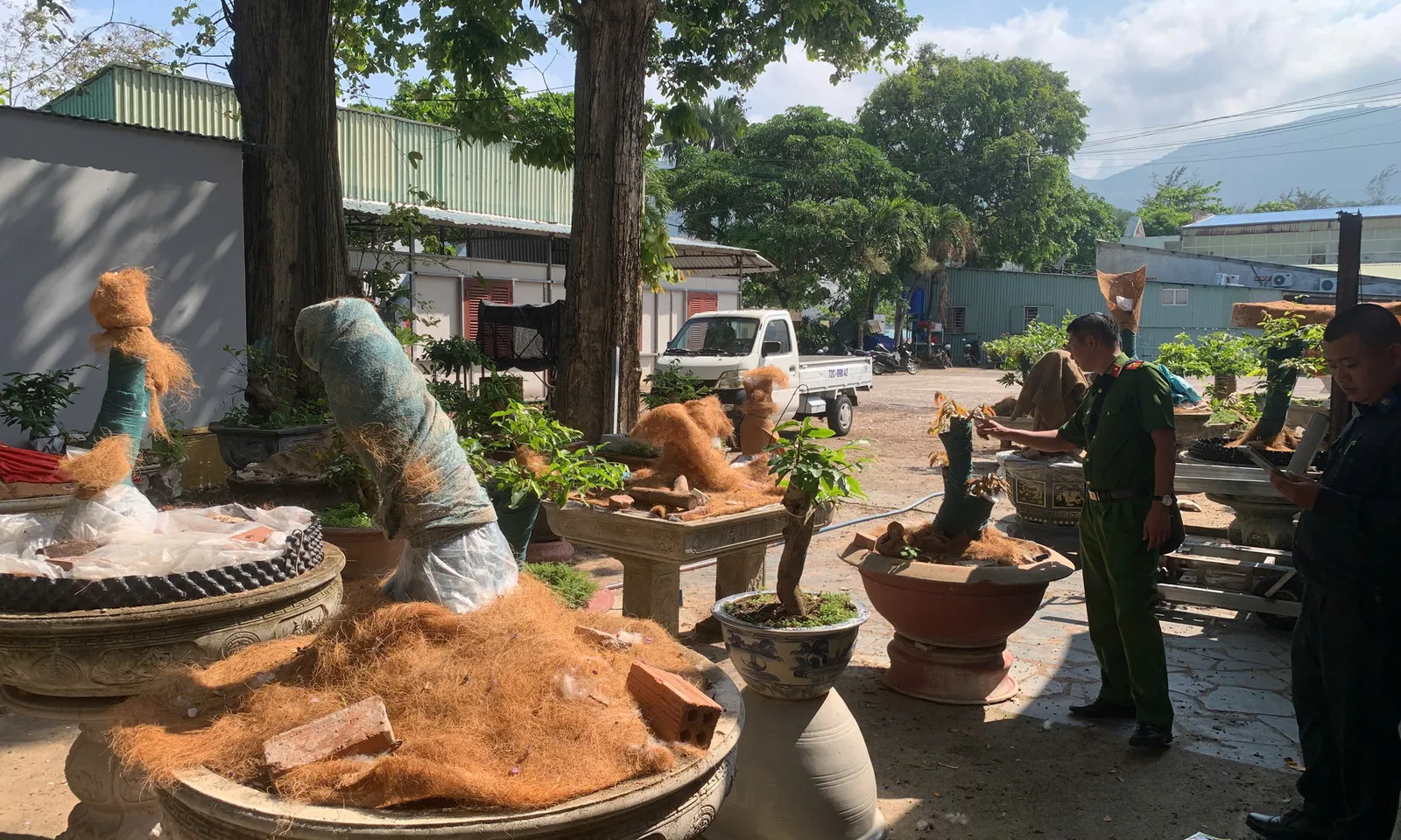 Hạt Kiểm lâm Vườn Quốc gia Côn Đảo xử phạt vụ tàng trữ 42 cây mai vàng không rõ nguồn gốc