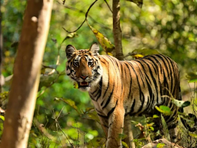 voh-con-giap-co-nha-trong-6-thang-1