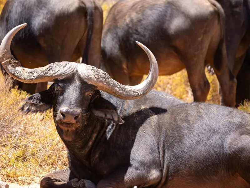 voh-con-giap-co-nha-trong-6-thang-2