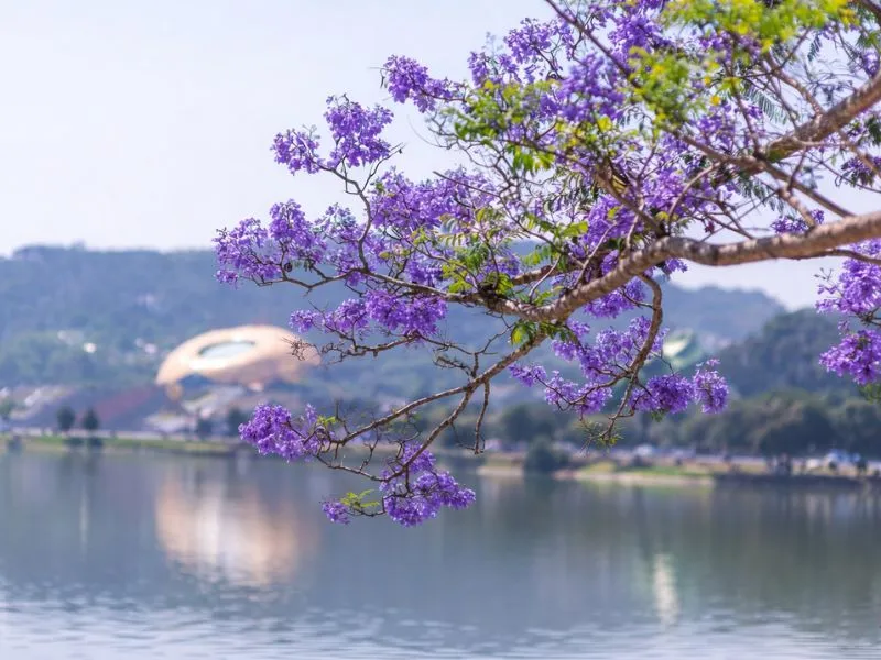 voh-dia-diem-ngam-hoa-phuong-tim-1