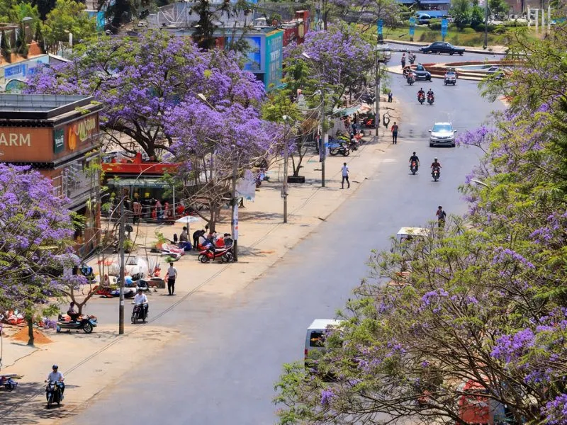 voh-dia-diem-ngam-hoa-phuong-tim-2