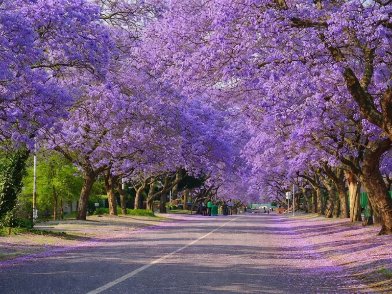 voh-dia-diem-ngam-hoa-phuong-tim-3