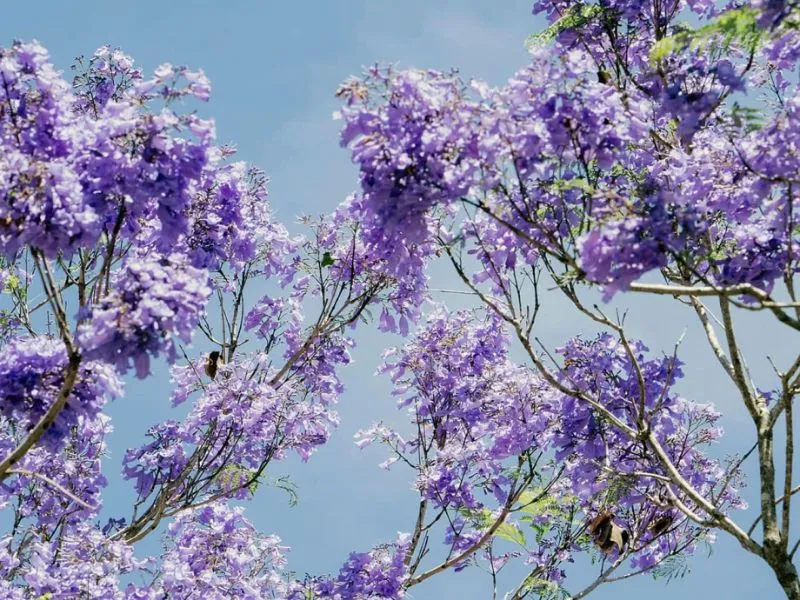 voh-dia-diem-ngam-hoa-phuong-tim-4