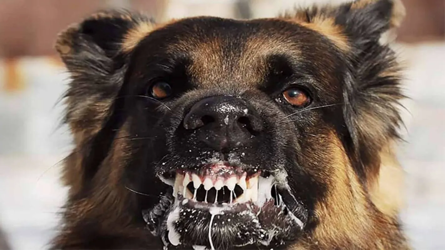 Chó dại cắn người - Ảnh minh họa internet