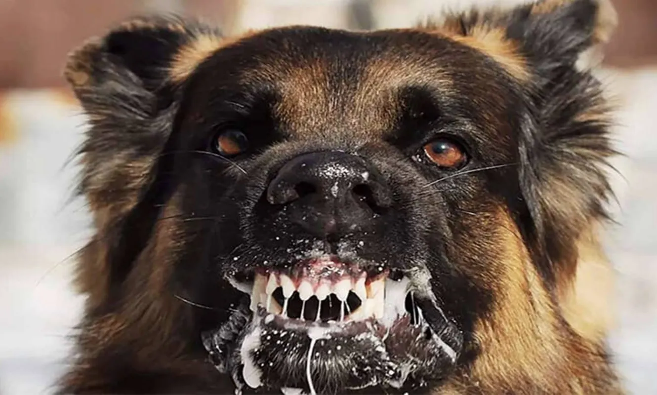 Bị chó nghi dại tấn công, người đàn ông ký cam kết tự chịu trách nhiệm thay vì tiêm phòng