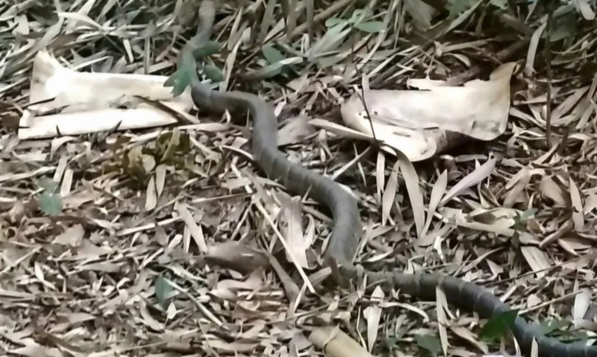 Lâm Đồng: Người dân giao nộp rắn hổ mang chúa, tê tê