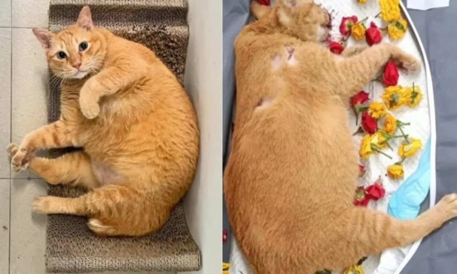 Thanh niên lãnh 31 tháng tù vì ngược đãi 6 con mèo