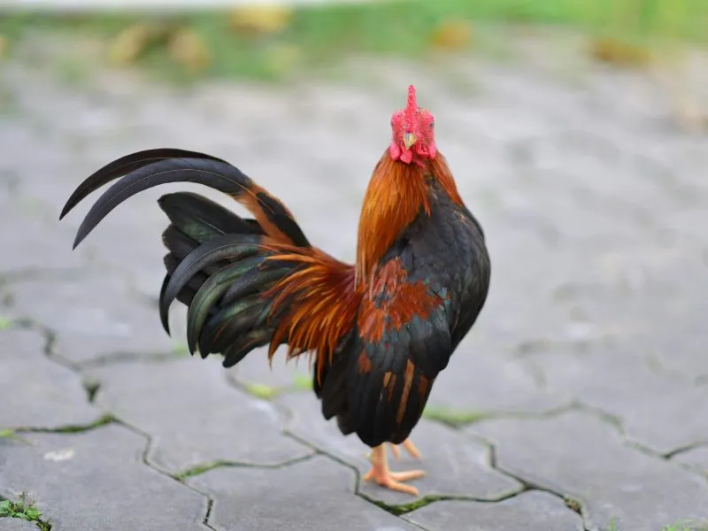 voh-con-giap-dem-tien-moi-tay-1