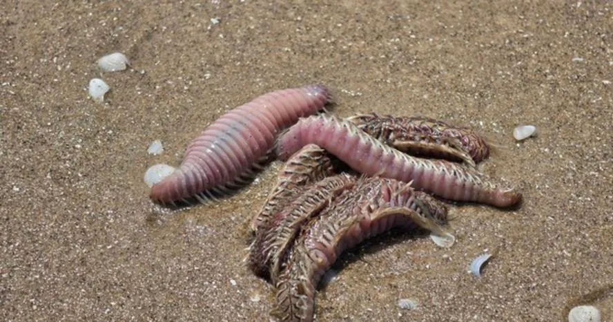 Hình ảnh lổn ngổn sâu biển dạt vào bờ biển Bãi Sau Vũng Tàu