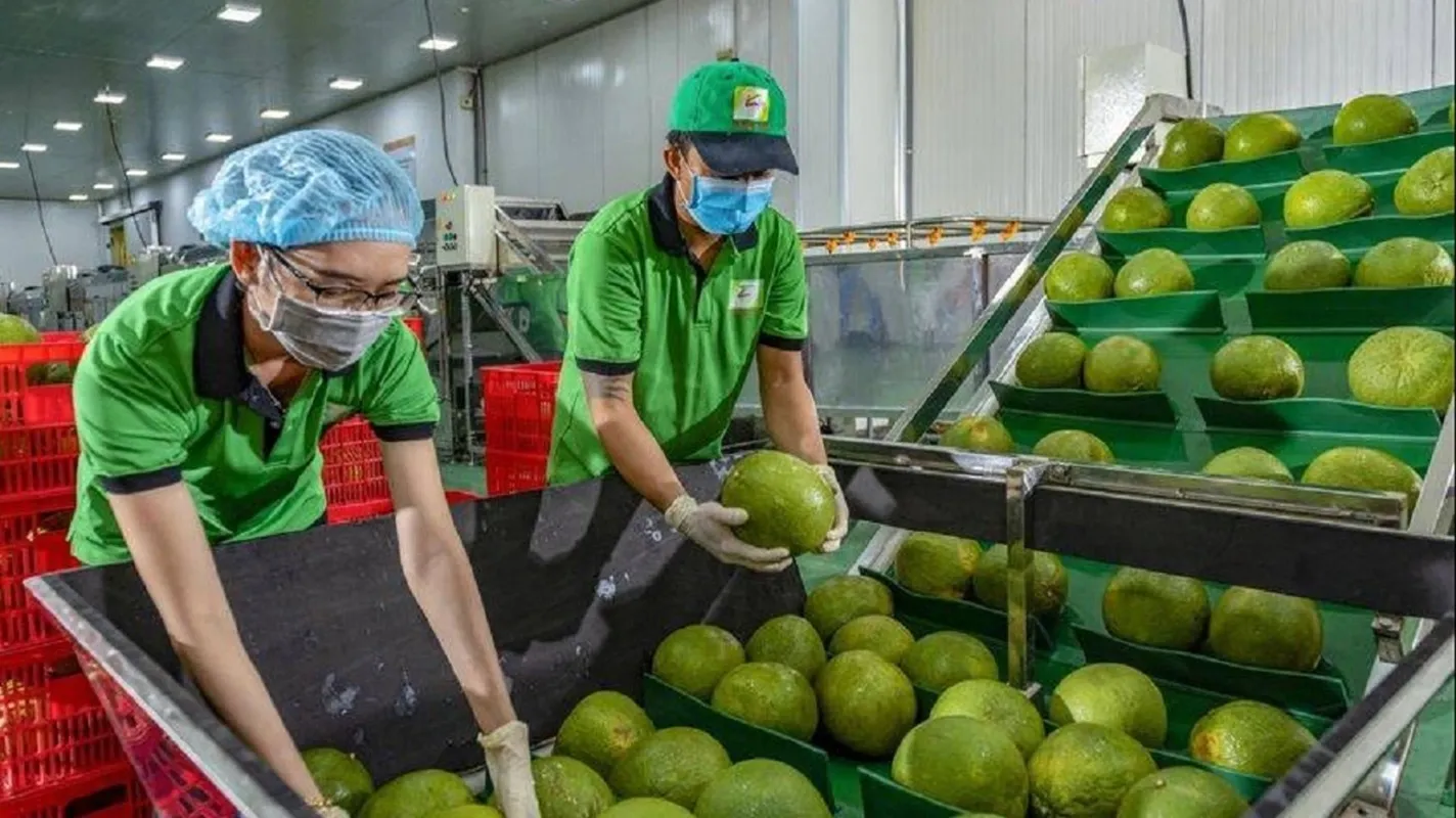 Bưởi và chanh là hai mặt hàng nông sản có lợi thế nổi bật của Việt Nam