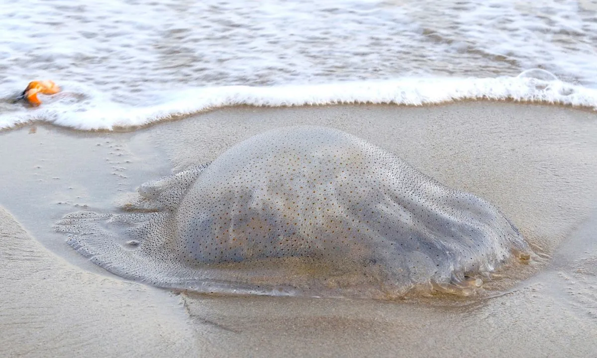 Sâu biển, sứa dạt dày đặc Bãi Sau Vũng Tàu, du khách dè chừng khi xuống nước