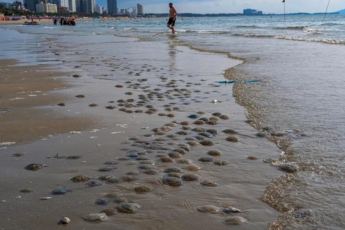 Sứa mắc lưới kéo cá của ngư dân ở đoạn biển gần Hòn Bà