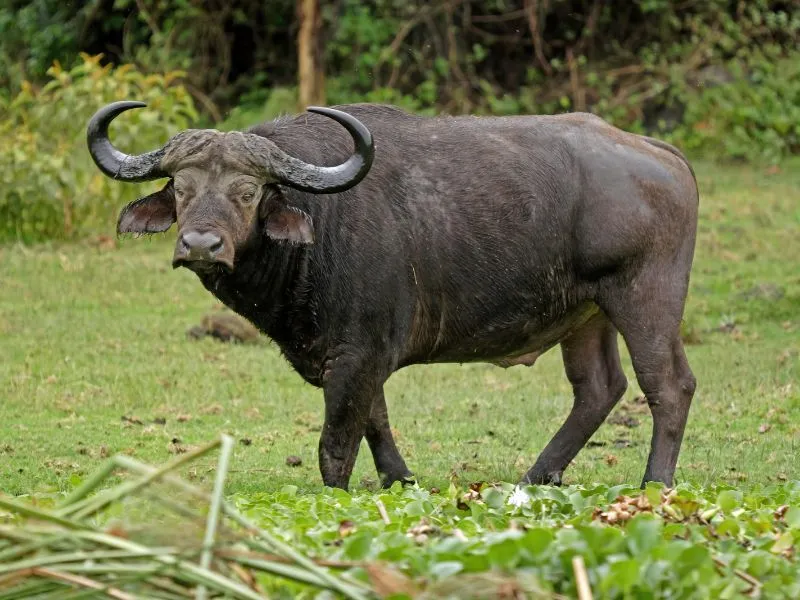 voh-con-giap-co-so-dai-gia-1