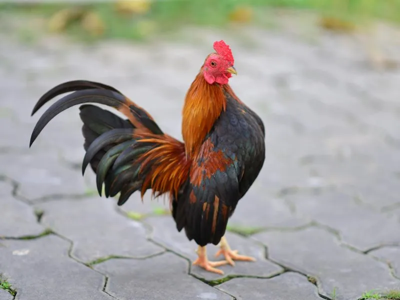 voh-con-giap-doi-van-giau-co-thang-3-am-1