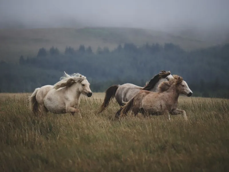 voh-con-giap-bot-nong-voi-de-doi-van-1