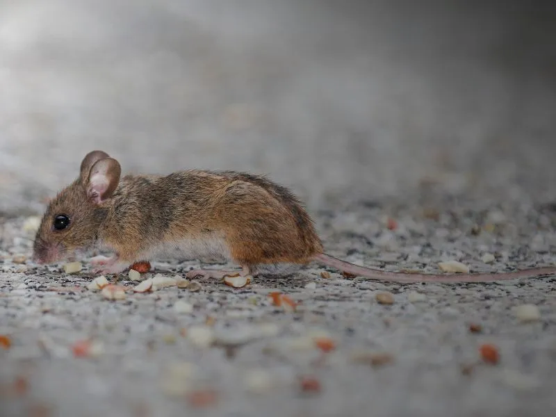 voh-con-giap-bot-nong-voi-de-doi-van-2