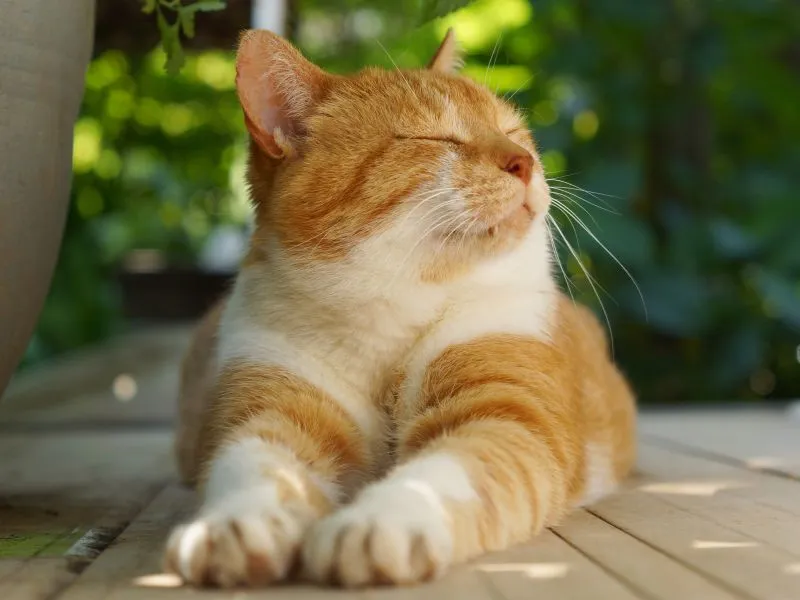 voh-con-giap-don-tin-vui-ve-duong-con-cai-1