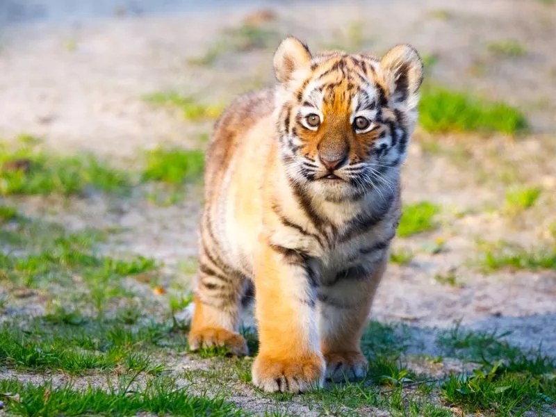 voh-con-giap-duoc-quy-nhan-phu-tro-3-thang-he-2026-1