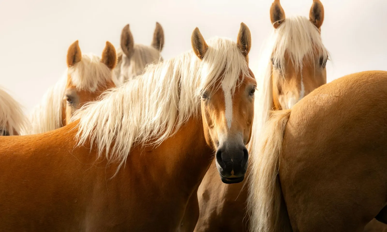 Mùa hè 2026: 5 con giáp đổi vận nhờ quý nhân, tiền tài rộng mở