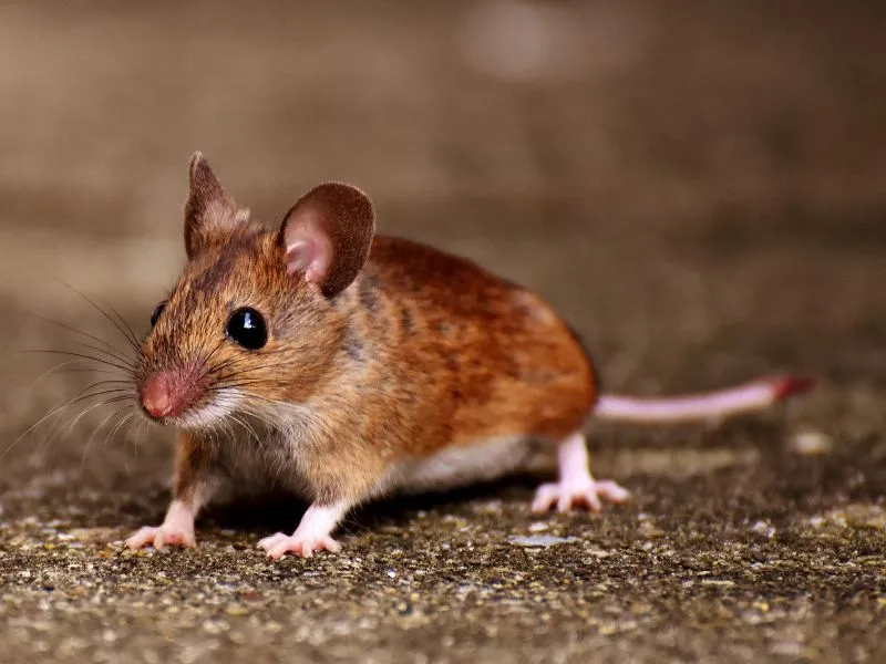 voh-con-giap-co-loc-bat-dong-san-1