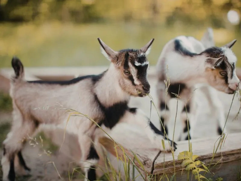 voh-con-giap-co-loc-bat-dong-san-2