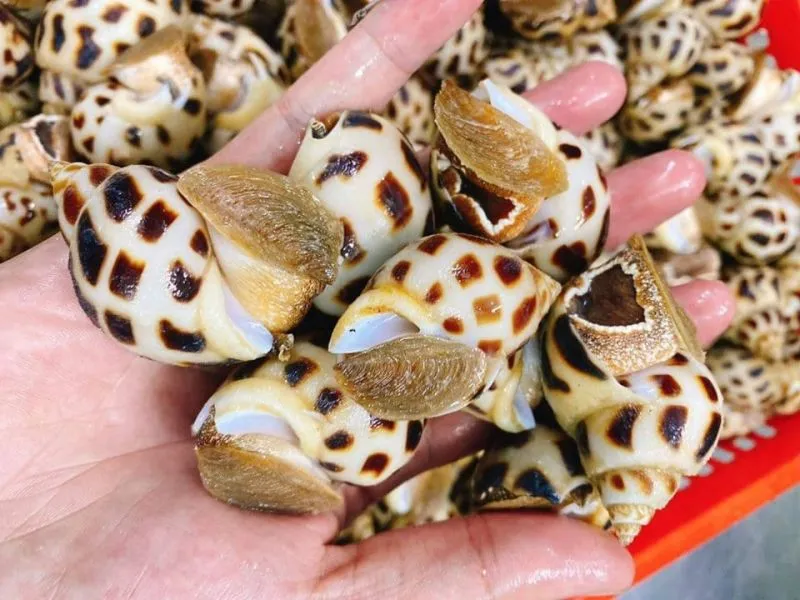 voh-cach-luoc-oc-ngon-de-kheu-1