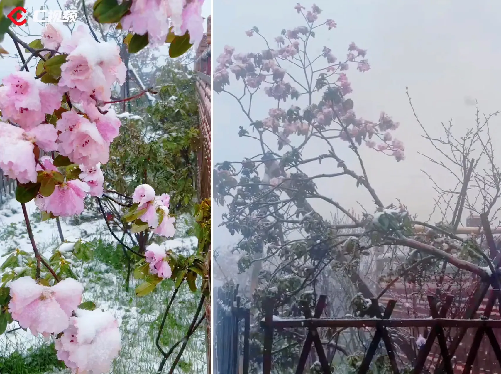 nui-nga-mi-17775232983251197589599