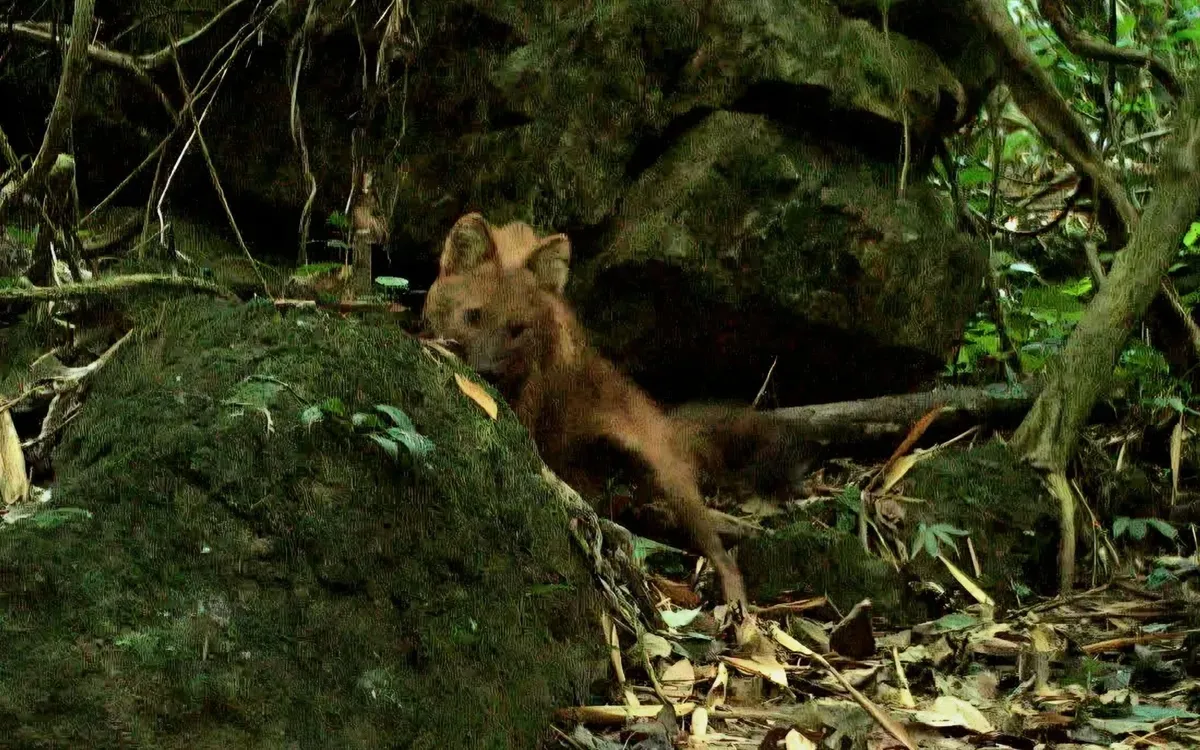 cho soi lua