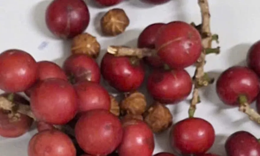 Vụ hàng trăm học sinh nghi ngộ độc vì ăn quả đỏ giống cherry gây xôn xao
