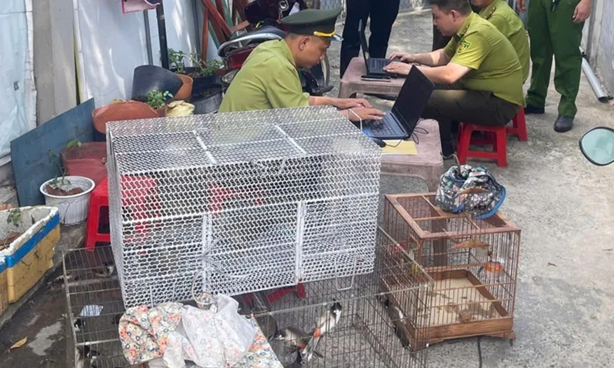 Phát hiện 28 con chim không giấy tờ, cơ quan chức năng tạm giữ