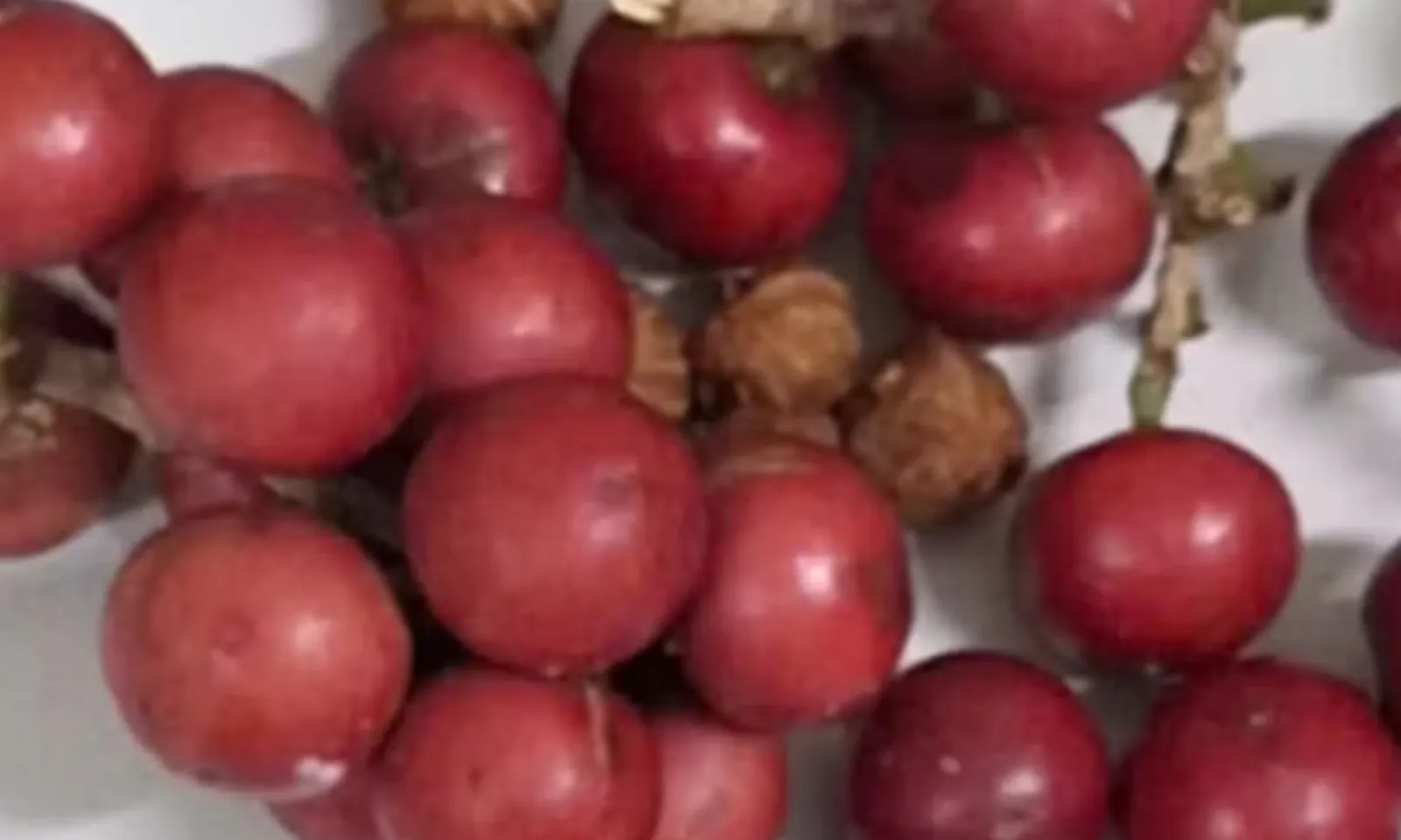 ảnh 6