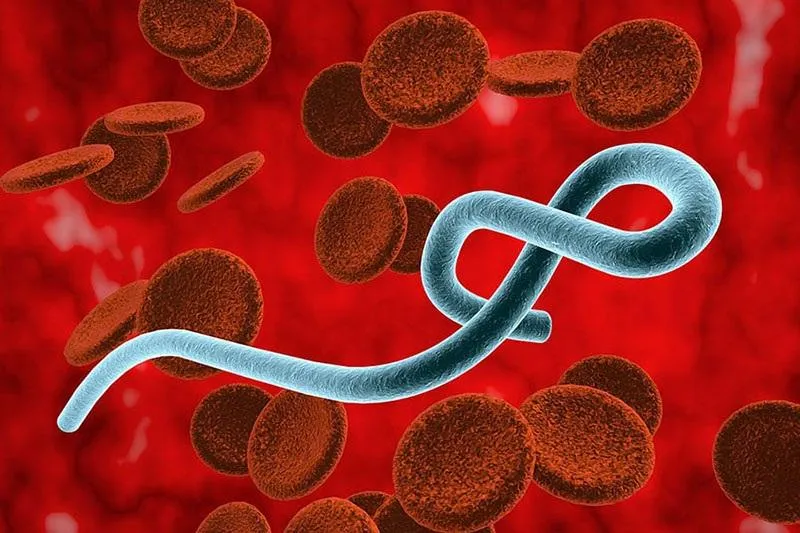hinh-anh-mo-phong-cau-truc-dang-soi-cua-virus-ebola_20260518144348