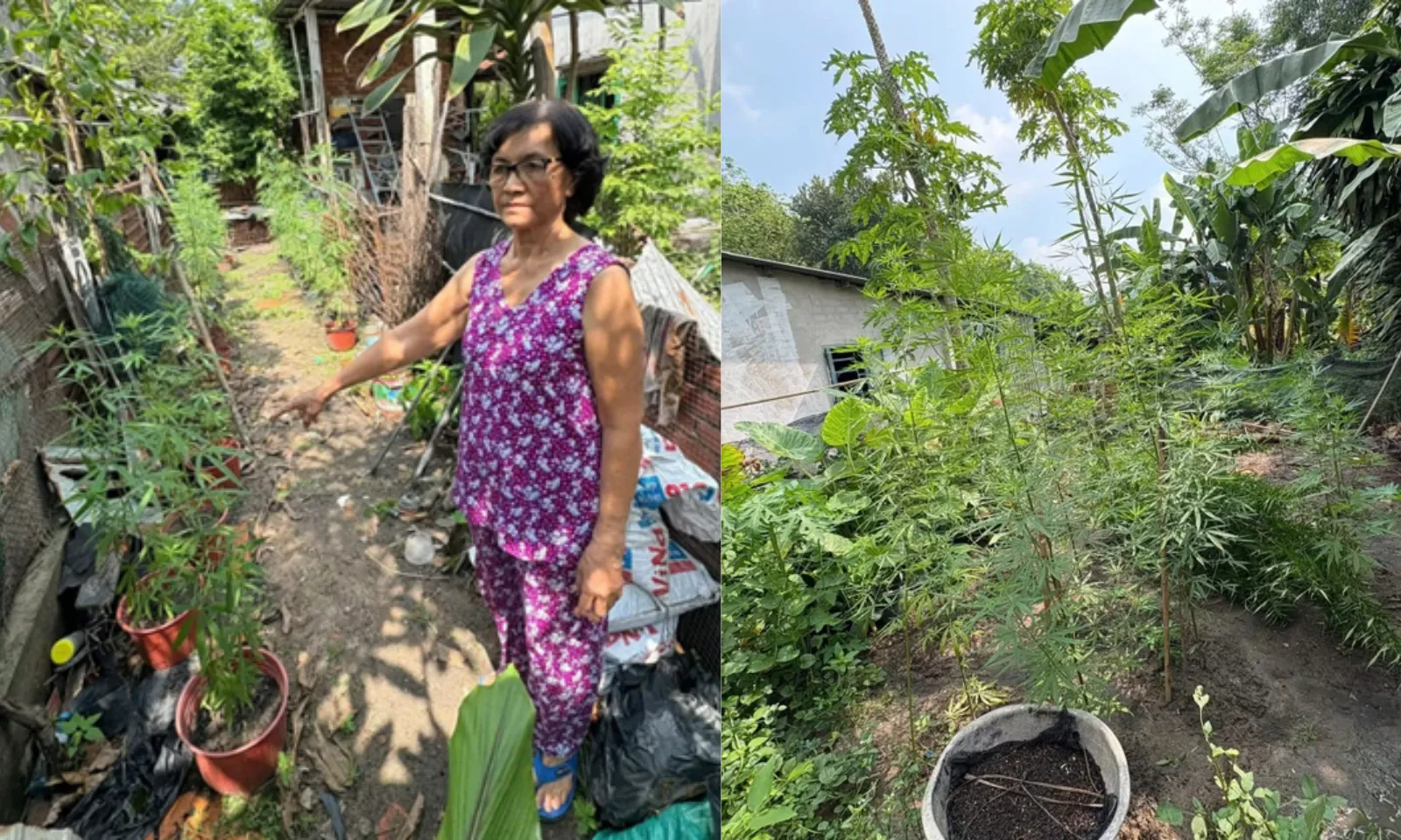 ảnh 4